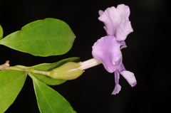 Brunfelsia uniflora
