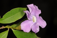 Brunfelsia uniflora