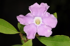 Brunfelsia uniflora