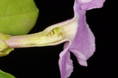 Brunfelsia uniflora