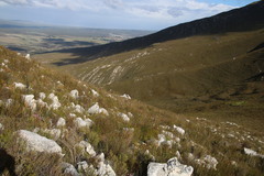 Berzelia rubra