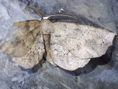 Parepisparis excusata