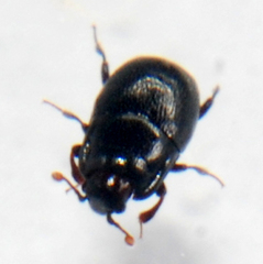 Plegaderus
