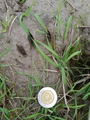 Procyon cancrivorus