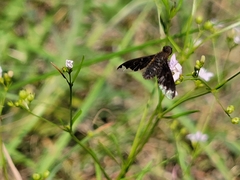 Hemipenthes sinuosa