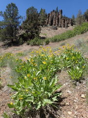 Balsamorhiza