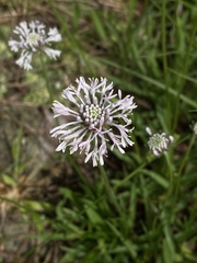 Marshallia caespitosa