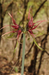 Hippeastrum cybister