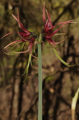 Hippeastrum cybister