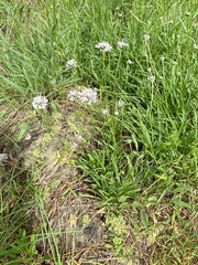 Marshallia caespitosa