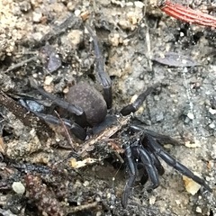 Chenistonia maculata