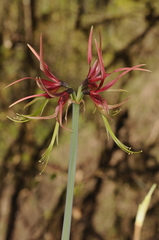Hippeastrum cybister