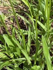 Marshallia caespitosa