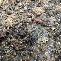 Chenistonia maculata