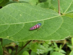 Graphocephala albomaculata