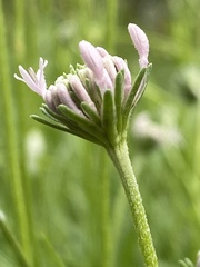 Marshallia caespitosa