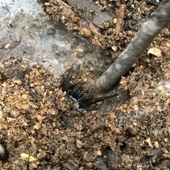 Chenistonia maculata