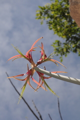 Hippeastrum cybister
