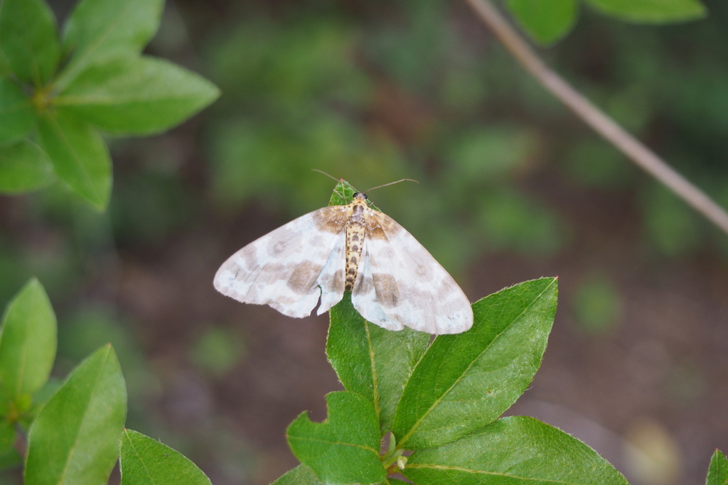 Clouded Magpie