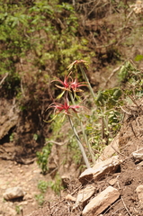 Hippeastrum cybister