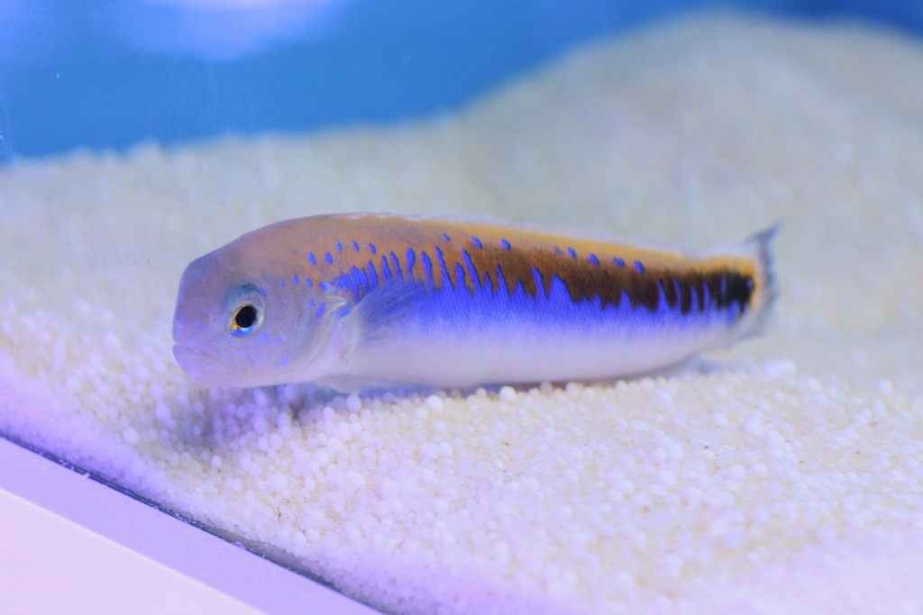 Shiny-back Tilefish
