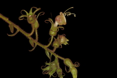 Nicotiana otophora