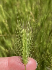 Hordeum marinum