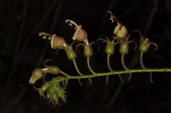 Nicotiana otophora