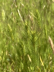 Hordeum marinum