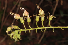 Nicotiana otophora