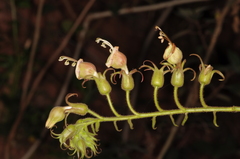 Nicotiana otophora