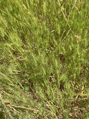 Hordeum marinum