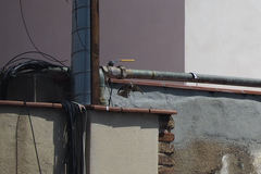 Passer domesticus