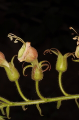 Nicotiana otophora