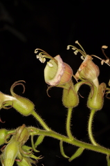 Nicotiana otophora