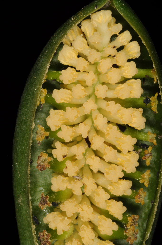 Spathantheum