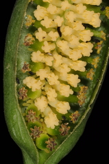 Spathantheum orbignyanum