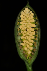 Spathantheum orbignyanum