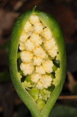 Spathantheum orbignyanum