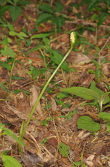 Spathantheum orbignyanum