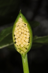 Spathantheum orbignyanum