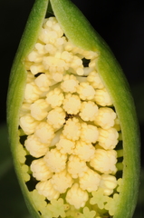 Spathantheum orbignyanum