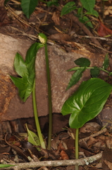 Spathantheum orbignyanum