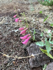 Penstemon clutei