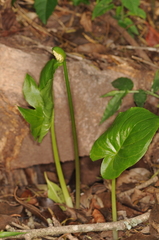 Spathantheum orbignyanum