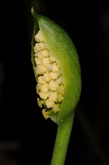 Spathantheum orbignyanum