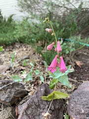 Penstemon clutei