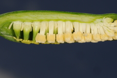 Spathantheum orbignyanum