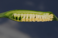 Spathantheum orbignyanum