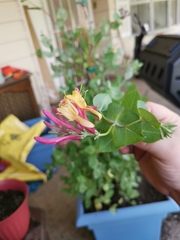 Lonicera heckrottii